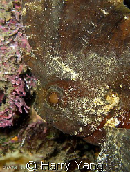 2008/09/07  Waspfish by Harry Yang 